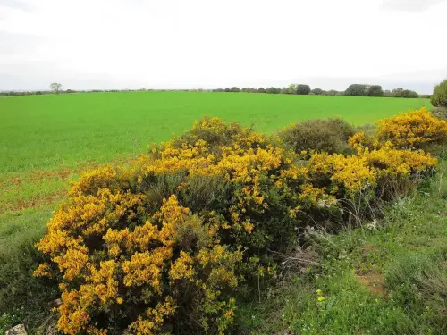 4-El-Campo-de-Montiel-El-Ballestero01