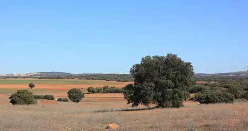 4-El-Campo-de-Montiel-Ossa-de-Montiel01