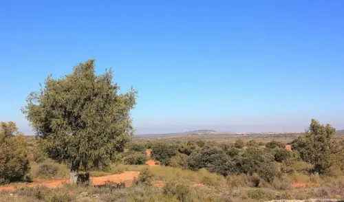 4-El-Campo-de-Montiel-Ossa-de-Montiel02