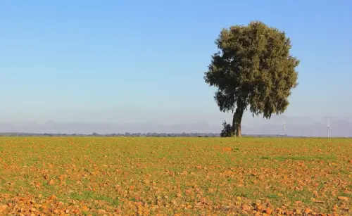 4-El-Campo-de-Montiel-Ossa-de-Montiel03