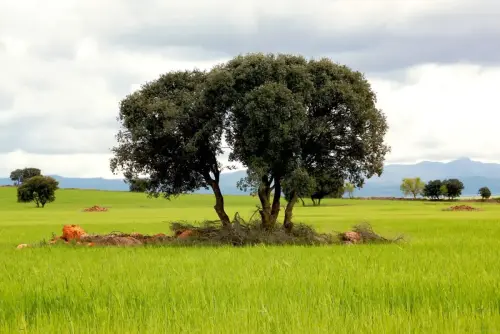 4-El-Campo-de-Montiel-Ossa-de-Montiel04