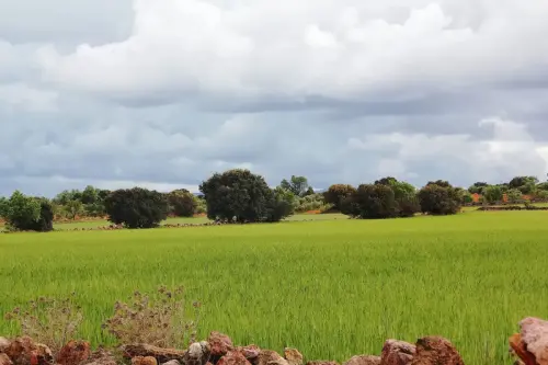 4-El-Campo-de-Montiel-Ossa-de-Montiel05