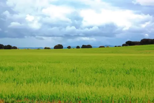 4-El-Campo-de-Montiel-Ossa-de-Montiel06