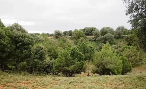 4-El-Campo-de-Montiel-Ossa-de-Montiel08