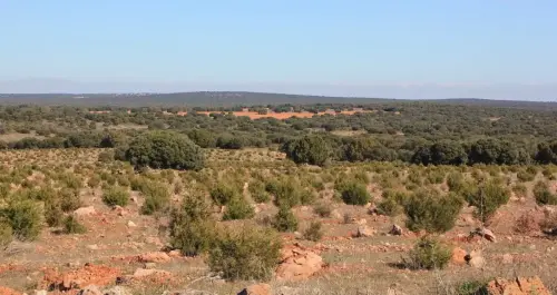 4-El-Campo-de-Montiel-Ossa-de-Montiel09