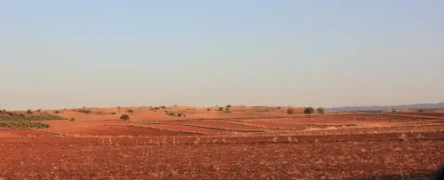 4-El-Campo-de-Montiel-Viveros01