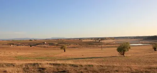 4-El-Campo-de-Montiel-Viveros02-Pinilla