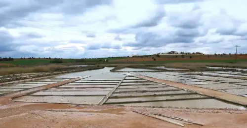 4-El-Campo-de-Montiel-Viveros03-Pinilla