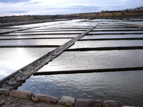 4-El-Campo-de-Montiel-Viveros05-Pinilla