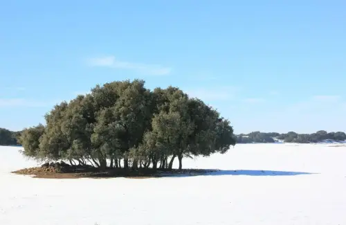 Paisaje-con-arbol02