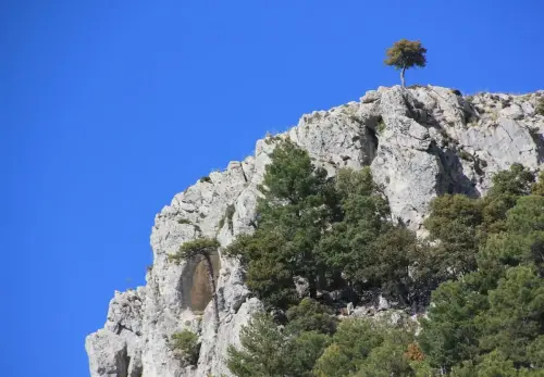 Paisaje-con-arbol10