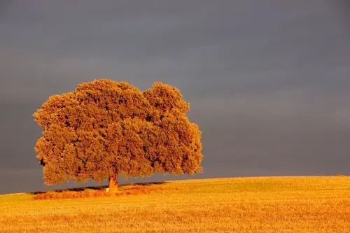 Paisaje-con-arbol31