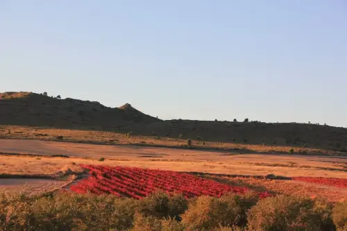 5-Altiplano-de-Almansa-Montealegre-del-Castillo03