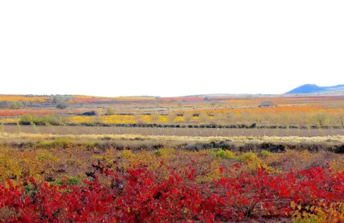 5-Altiplano-de-Almansa-Montealegre-del-Castillo10