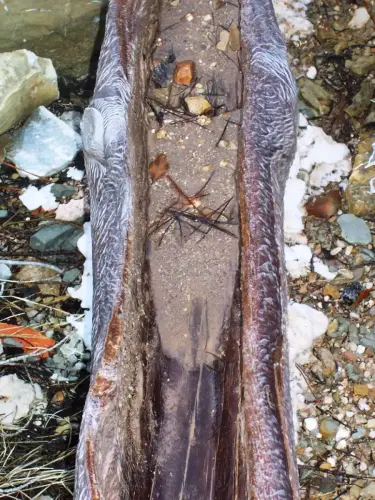 Salero-de-Cotillas31