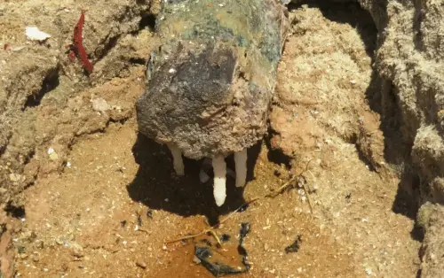 z-Salero-de-Jumilla15