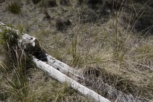 Tornajos-El-Encebrico-Paterna3