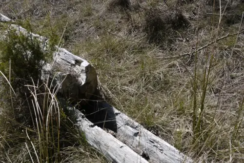 Tornajos-El-Encebrico-Paterna4