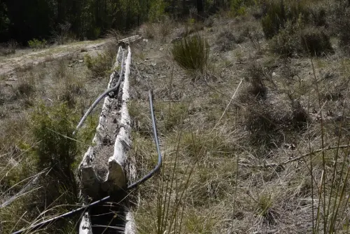 Tornajos-El-Encebrico-Paterna6